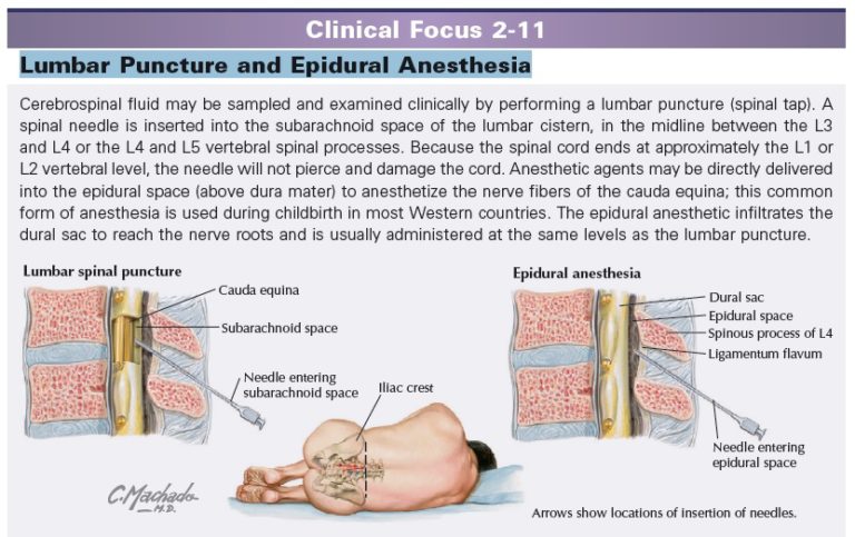 Netter's Clinical Anatomy 3rd Edition PDF Free Download [Direct Link]