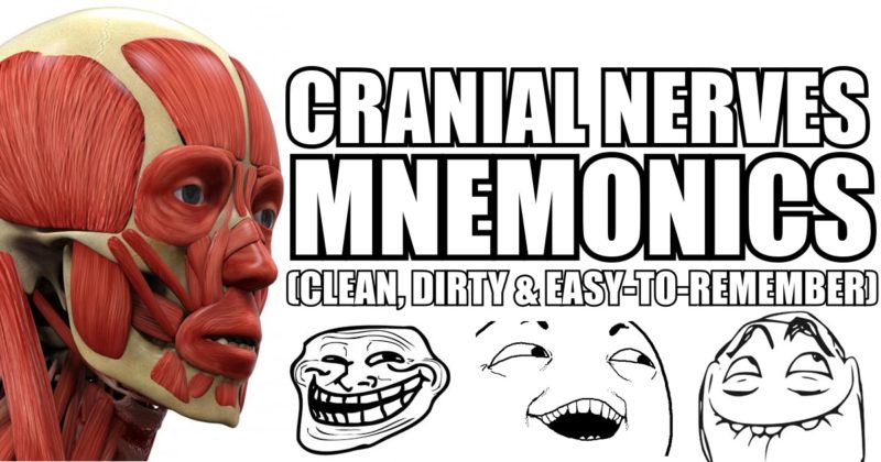 Cranial Nerves Mnemonics Clean Dirty Easy To Remember
